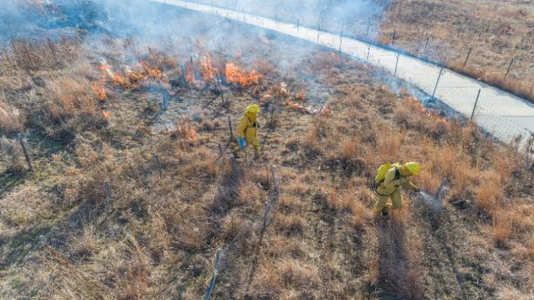 Firefighters in yellow gear conduct a controlled burn of dry grass.